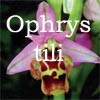 ophrys tili